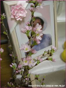 先輩からいただいた、早咲きの桜の切り花。蕾が母の誕生日にほころんだ!